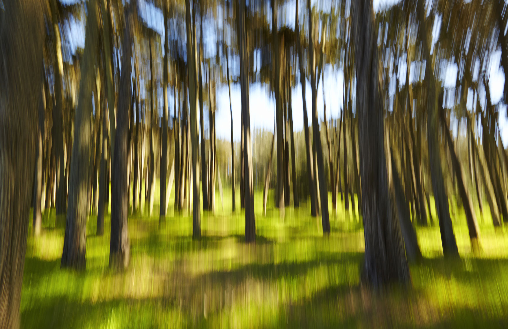 Presidio_Trees