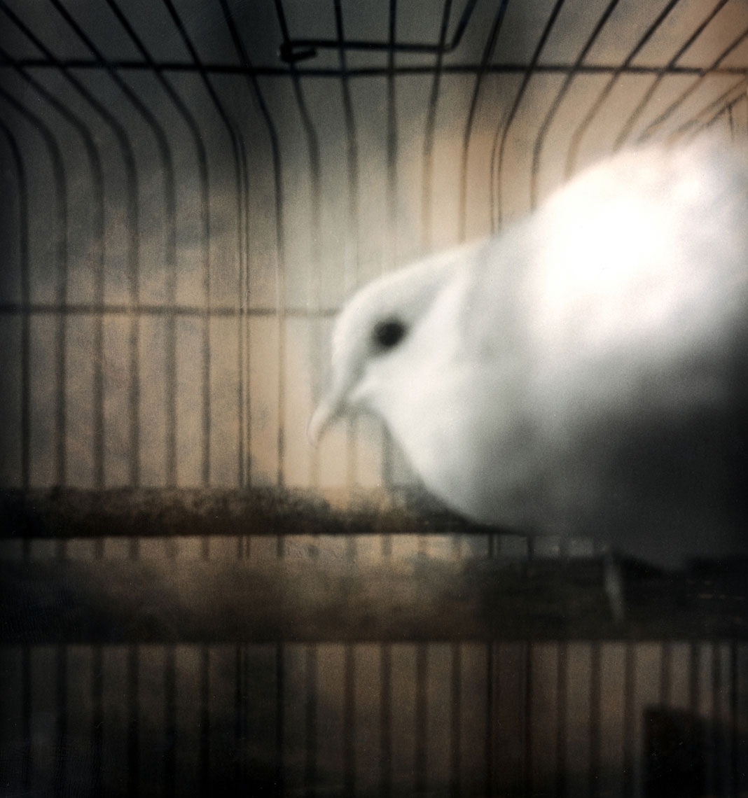 bird_091125_0004